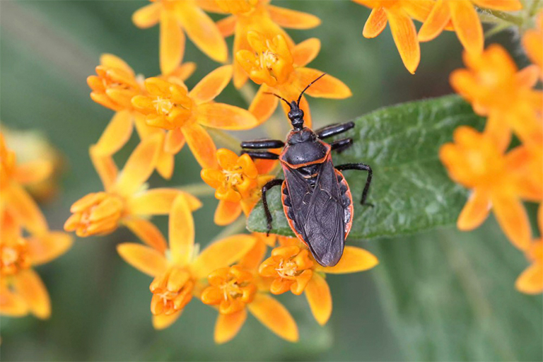 蜜蜂刺客的bug