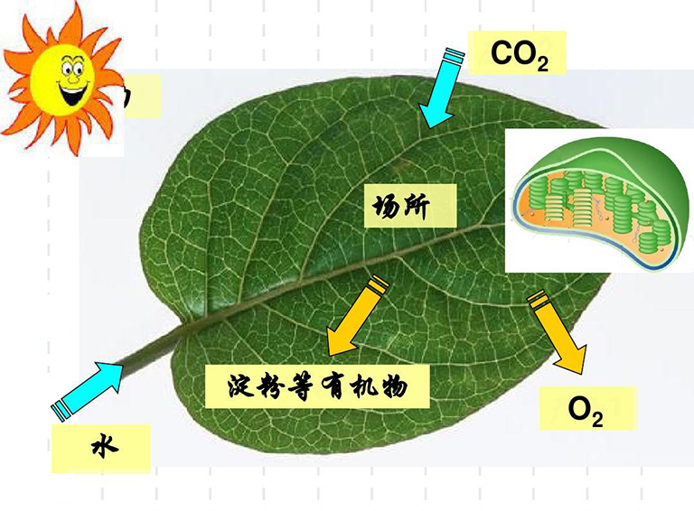 植物光合作用