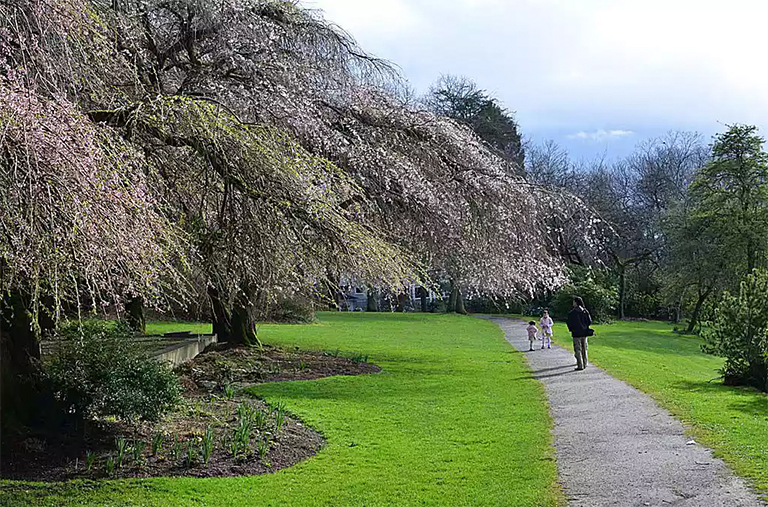 西雅圖的志愿者公園旁的一棵開花的樹的照片