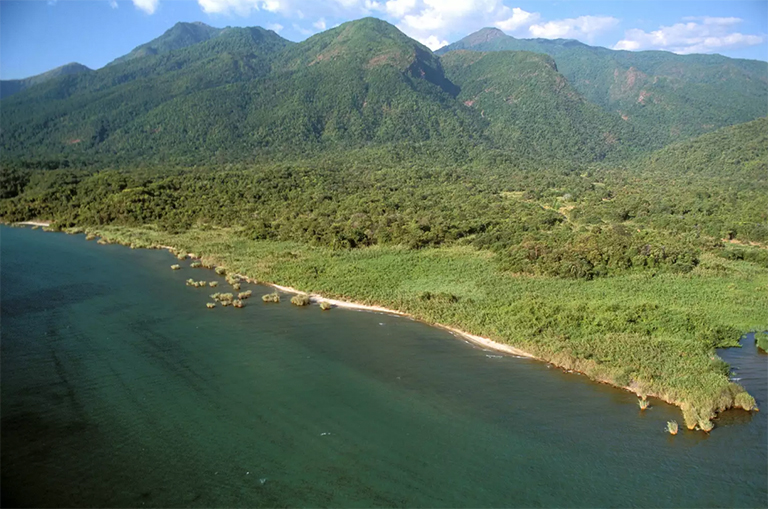 混交林，黑猩猩棲息地。 東岸，坦any尼喀湖，坦桑尼亞馬哈萊山脈國家公園