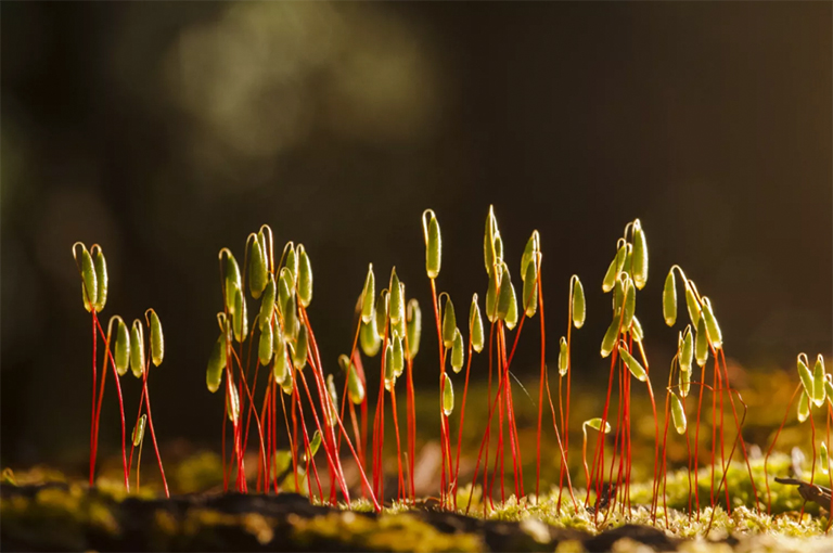 苔蘚孢子體