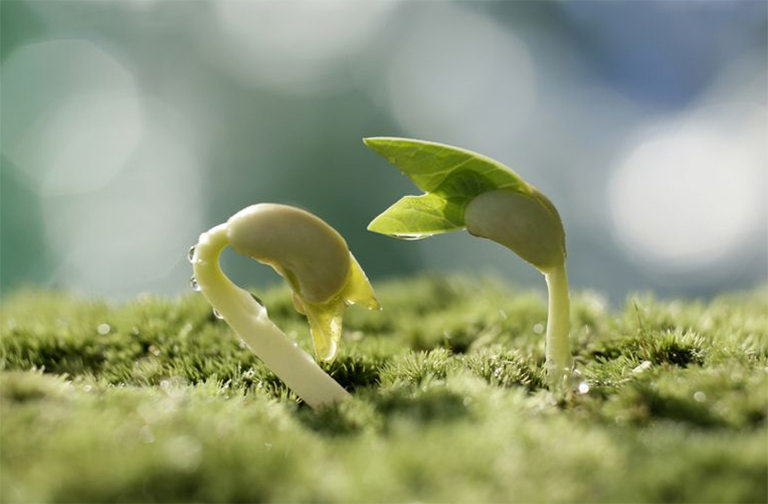 植物