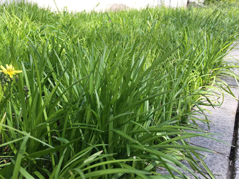 Lilyturf（又名Liriope）